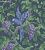 Обои Cole & Son The Pearwood Collection