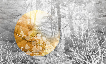  Обои Skinwall Contemporary Collection