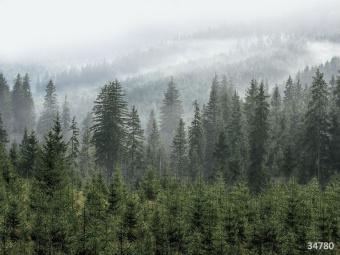 Фрески/Панно ORTOGRAF