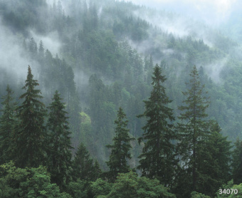 Фрески/Панно ORTOGRAF