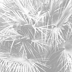 Фотообои Co.De CODE 02