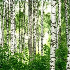 Фрески/Панно PINEGIN Лес и деревья