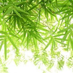Фрески/Панно PINEGIN Лес и деревья