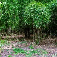 Фрески/Панно PINEGIN Лес и деревья