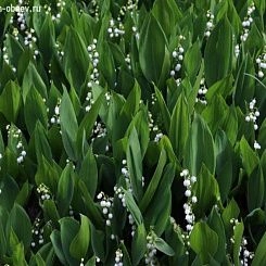 Фрески/Панно PINEGIN Цветы