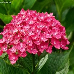 Фрески/Панно PINEGIN Цветы
