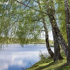 Фрески/Панно PINEGIN Лес и деревья