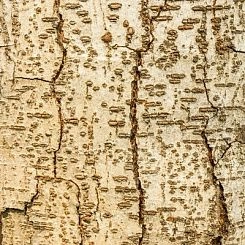 Фотообои ID Wall NO.2