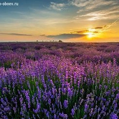 Фрески/Панно PINEGIN Цветы