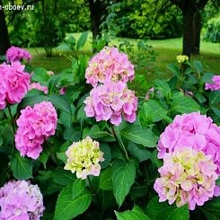 Фрески/Панно PINEGIN Цветы