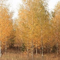 Фрески/Панно PINEGIN Лес и деревья