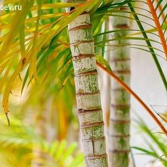 Фрески/Панно PINEGIN Лес и деревья