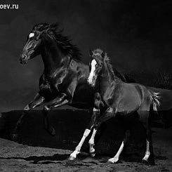 Фотообои Wall Street Мужской сэт