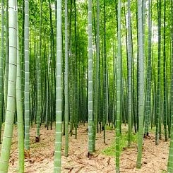 Фрески/Панно PINEGIN Лес и деревья