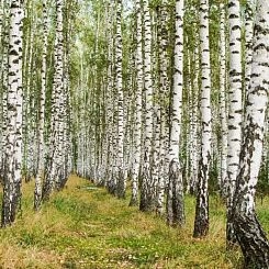Фрески/Панно PINEGIN Лес и деревья
