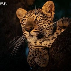 Фрески/Панно PINEGIN Животные