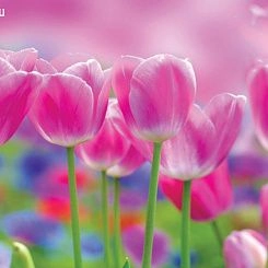 Обои For Wall Фотообои