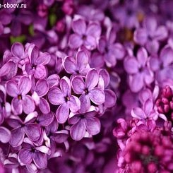 Фрески/Панно PINEGIN Цветы