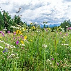 Фрески/Панно PINEGIN Цветы