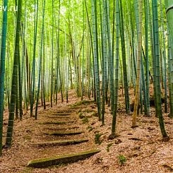 Фрески/Панно PINEGIN Лес и деревья