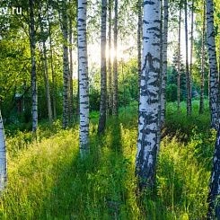 Фрески/Панно PINEGIN Лес и деревья