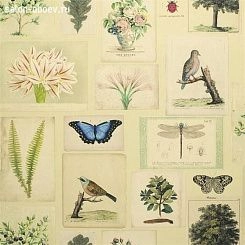 Обои John Derian Picture Book