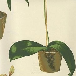 Обои Pierre Frey Boussac Wallpapers I