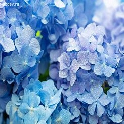 Фрески/Панно PINEGIN Цветы
