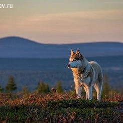 Фрески/Панно PINEGIN Животные
