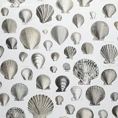 Обои John Derian Picture Book