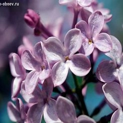 Фрески/Панно PINEGIN Цветы
