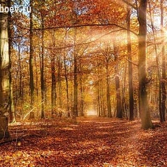 Обои KOMAR KOMAR Фотообои