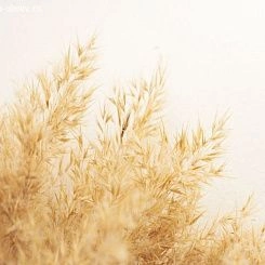 Фрески/Панно PINEGIN Цветы