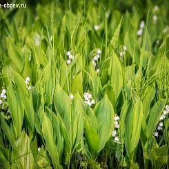 Фрески/Панно PINEGIN Цветы
