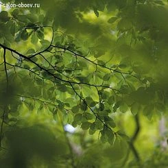 Обои Mr Perswall Photo