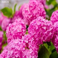 Фрески/Панно PINEGIN Цветы