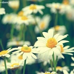 Фрески/Панно PINEGIN Цветы