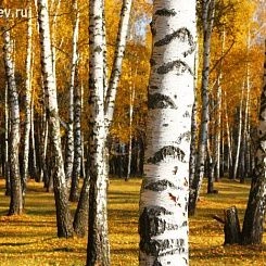 Фрески/Панно PINEGIN Лес и деревья