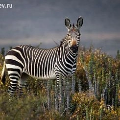 Фрески/Панно PINEGIN Животные