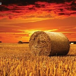 Обои For Wall Фотообои