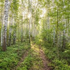 Фрески/Панно PINEGIN Лес и деревья