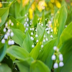 Фрески/Панно PINEGIN Цветы