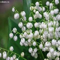 Фрески/Панно PINEGIN Цветы