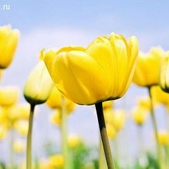 Фотообои ID Wall NO.2